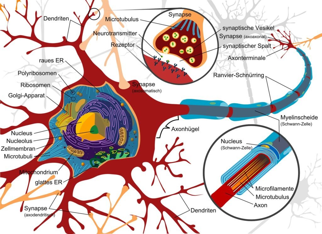 nerve-cell-diagram